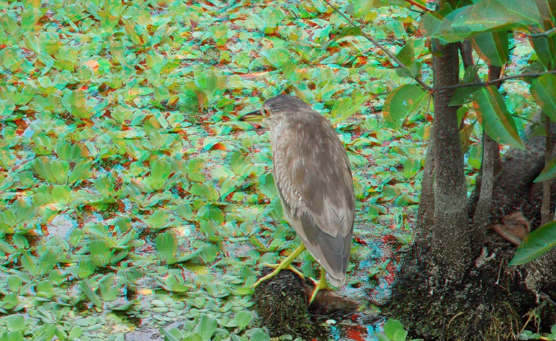 3D Anaglyph - Green Cay Nature Center