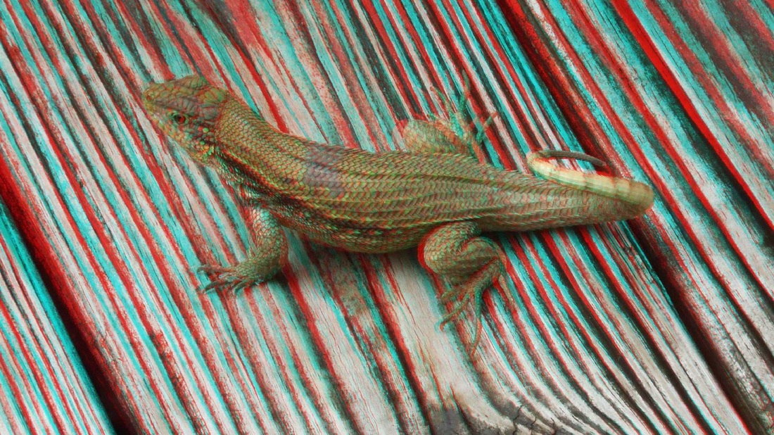 3D anaglyph Curly Tail Lizard