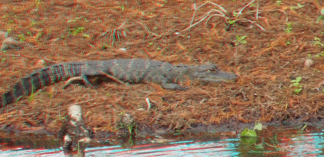 3D Anaglyph - Green Cay Nature Center